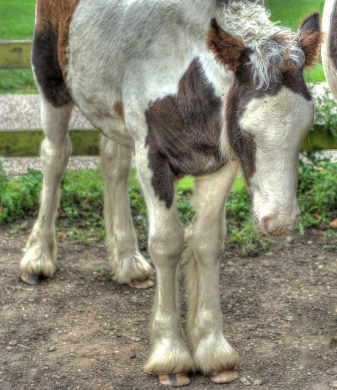 Vanner foal